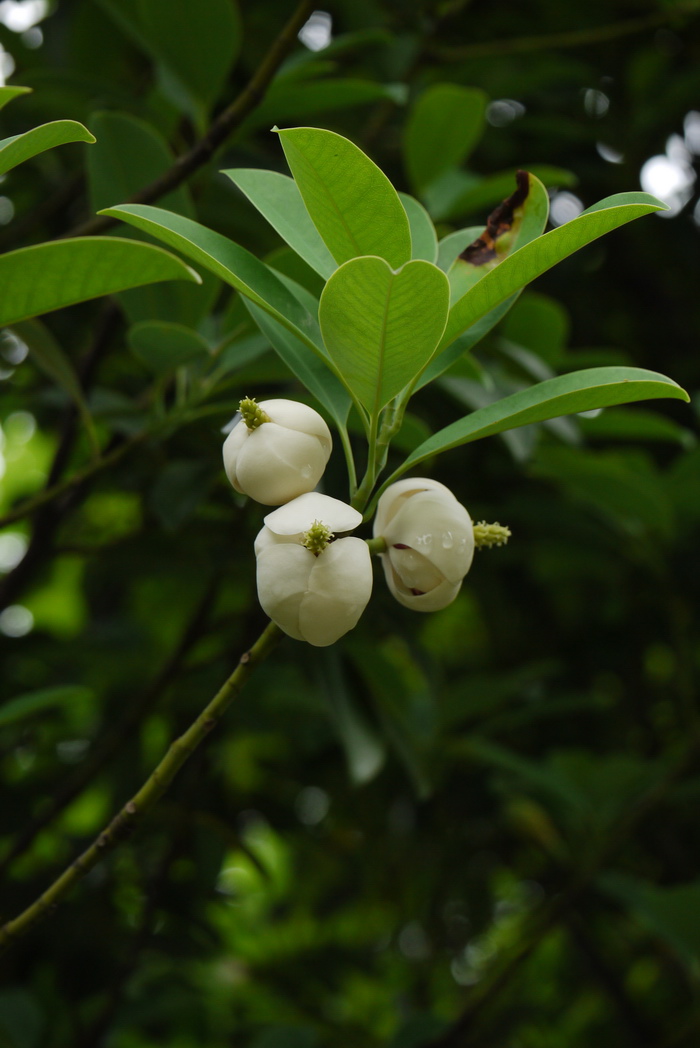 茉莉根