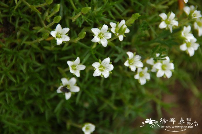 白色的花图片