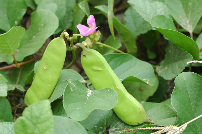 花椒价格最新行情2019