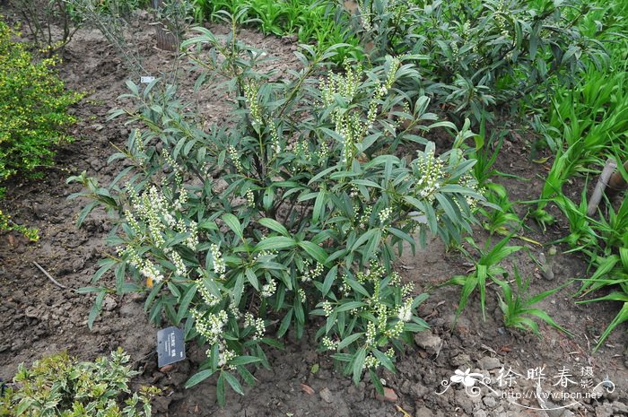 藏红花的种植方法和时间