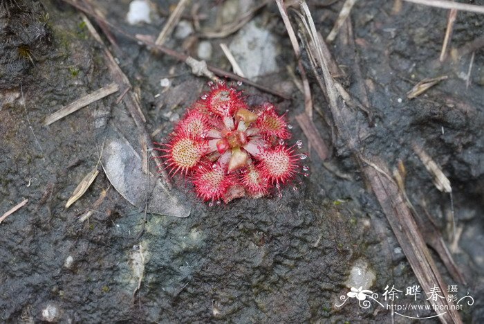 月季花卉