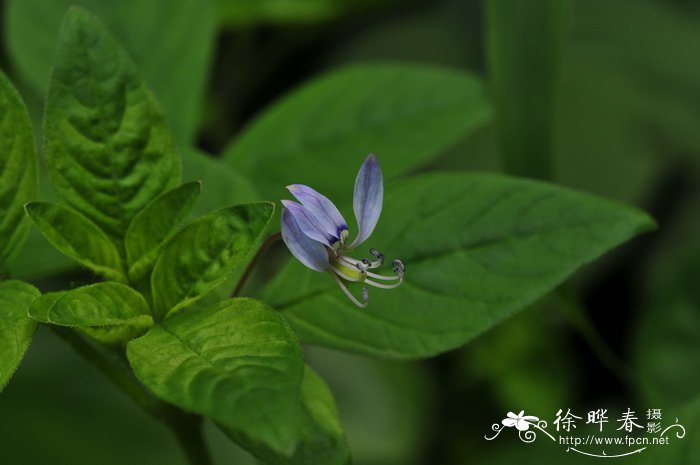 爬山虎图片