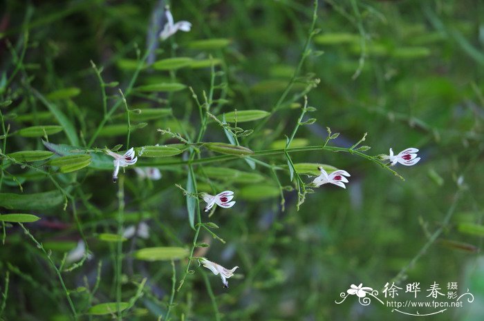 虫草花种植技术