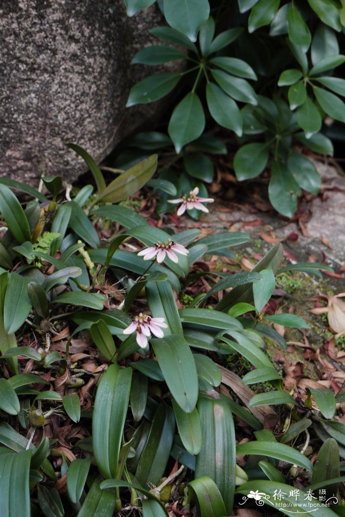 凌霄花花语