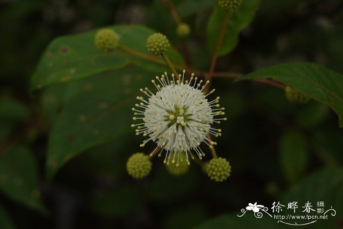 比花还美