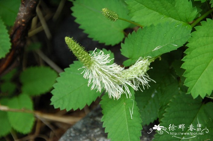 牵牛花的样子