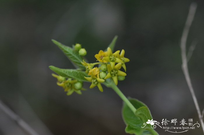 绣球花的气味