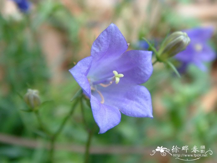 水仙花有什么作用