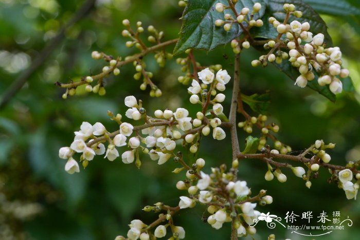 花毛茛花期