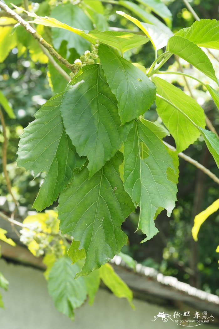 菠萝蜜辨别生熟图解