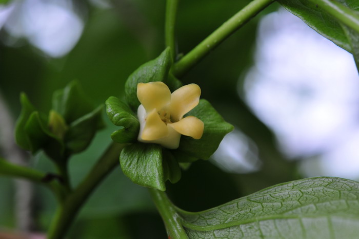 非洲茉莉的养殖方法和注意事项