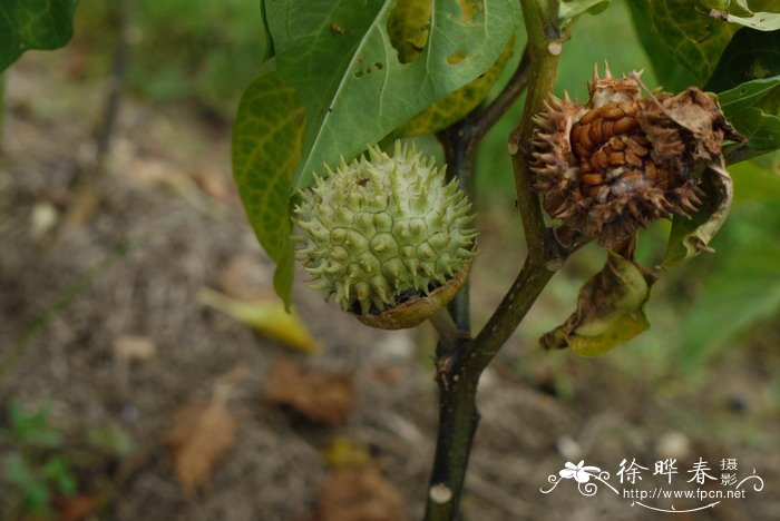 百草枯是什么药