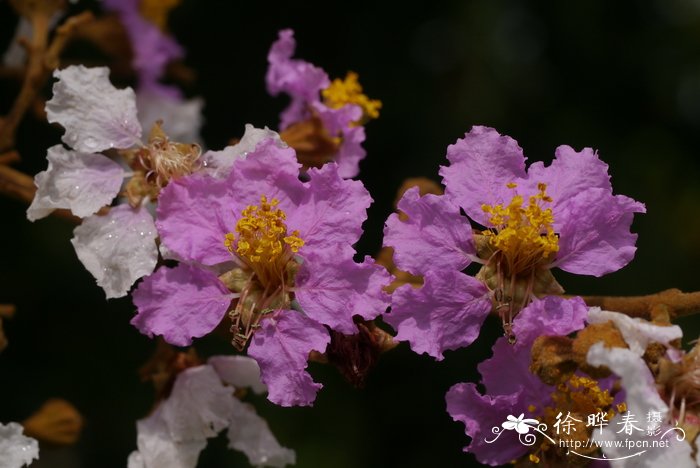 名贵花木品种大全图片