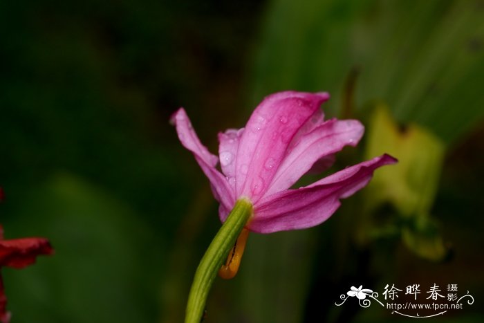 芦荟简介