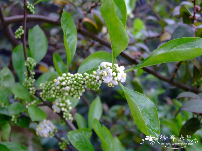 杜鹃花冬季养护