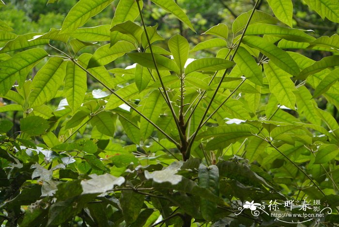 玉兰花的图片