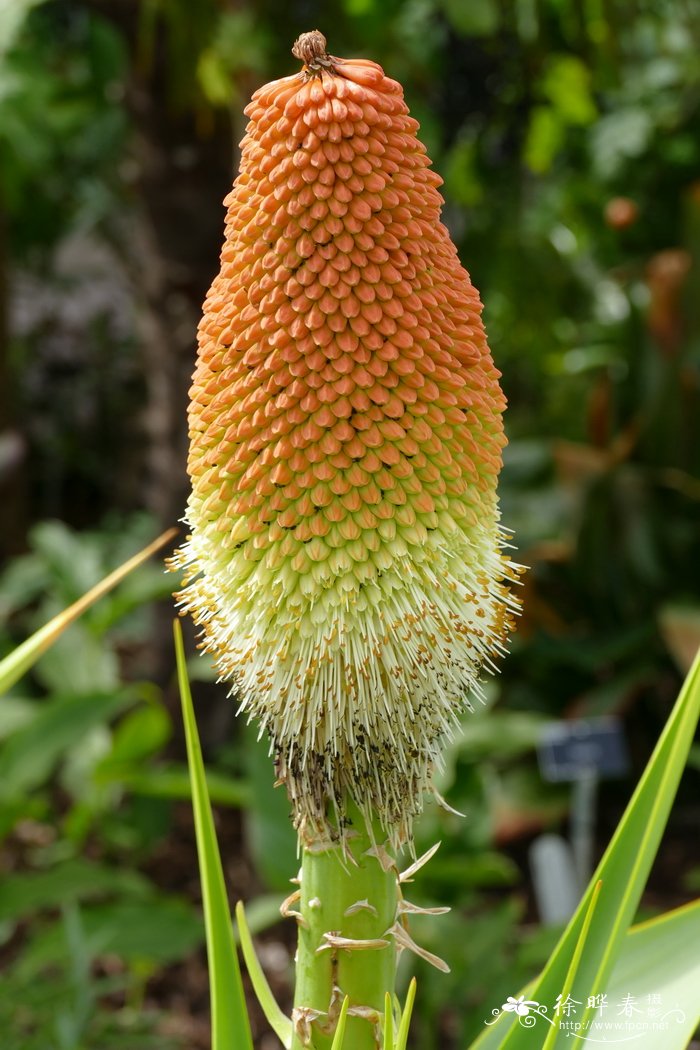 基地桂花树苗批发