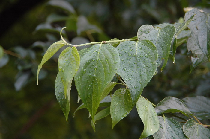 紫茉莉科