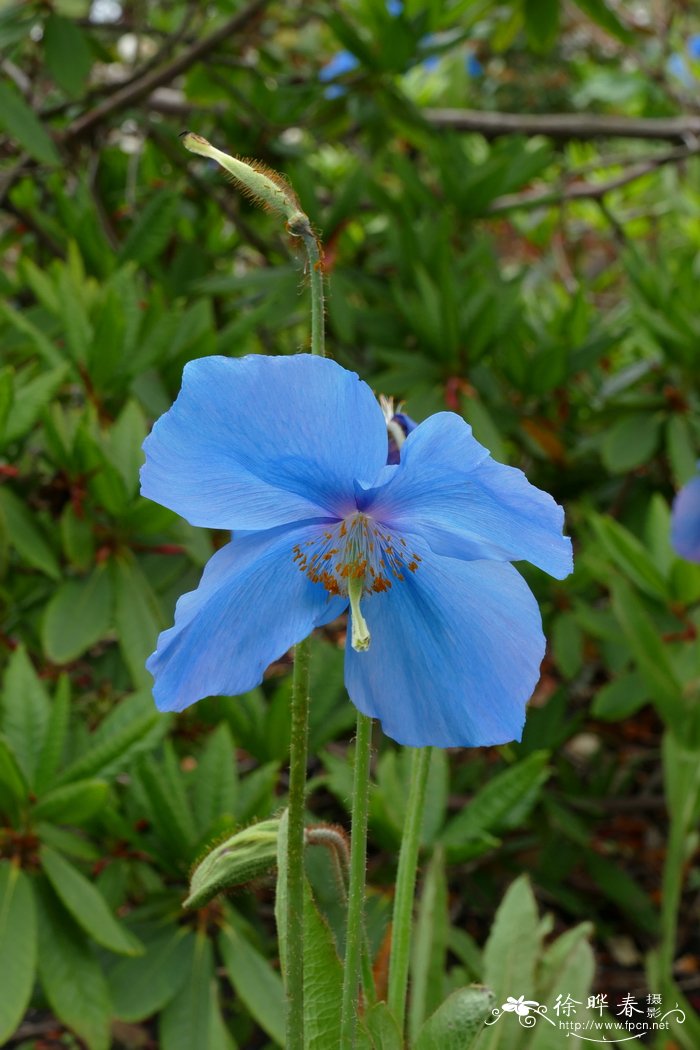 水仙花有毒吗