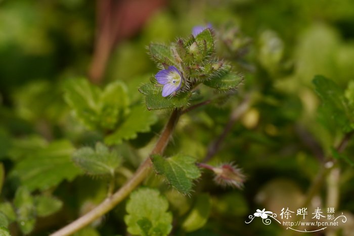 新手适合养的10种花