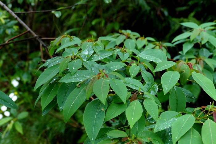 梨树管理