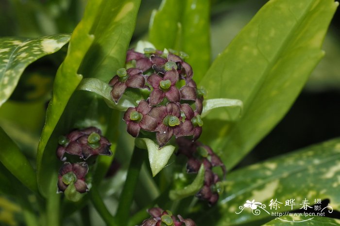 万寿菊花语