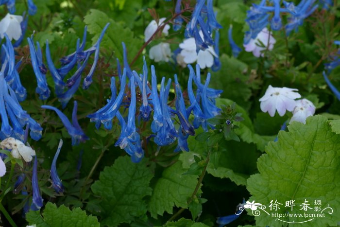 草莓什么季节种