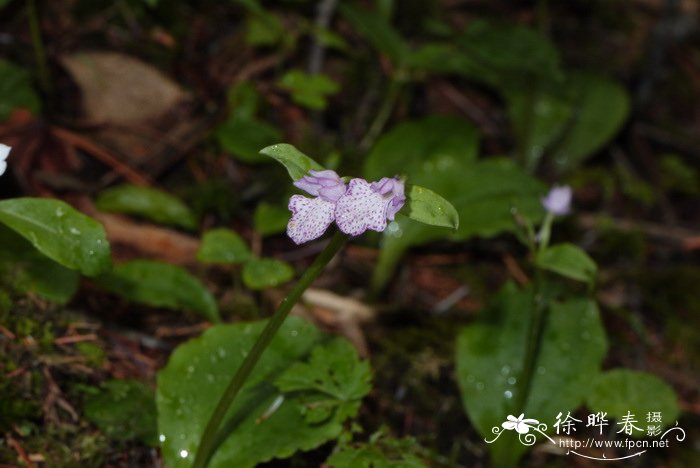 水仙花的养殖方法