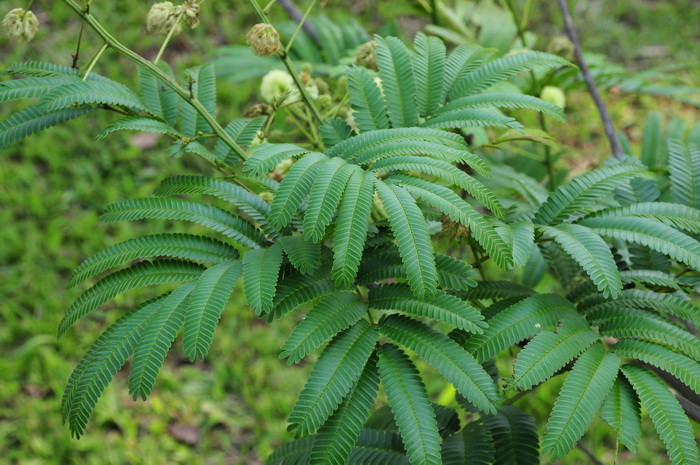 室内花盆里的小飞虫怎样除掉