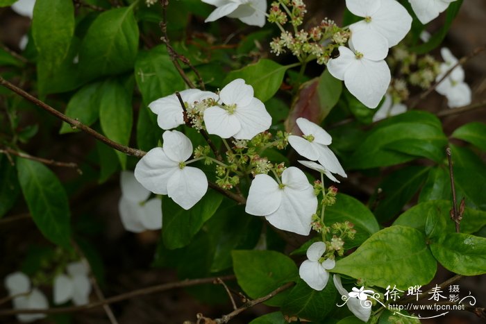 鸭儿芹