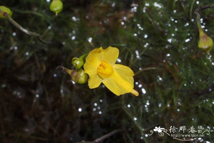 菊花代表什么花语