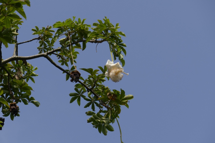 百合花代表什么意思