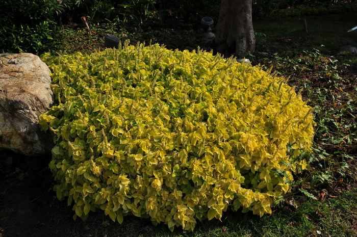 花卉营养颗粒