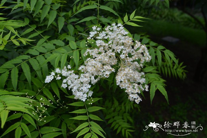 最全花语大全