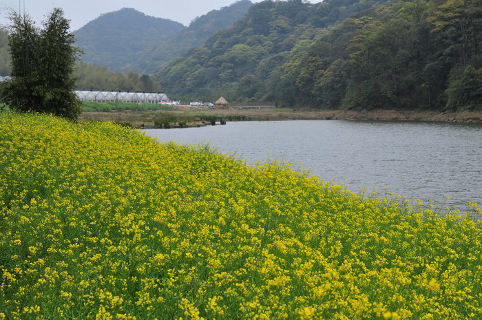 农村现在种植什么好