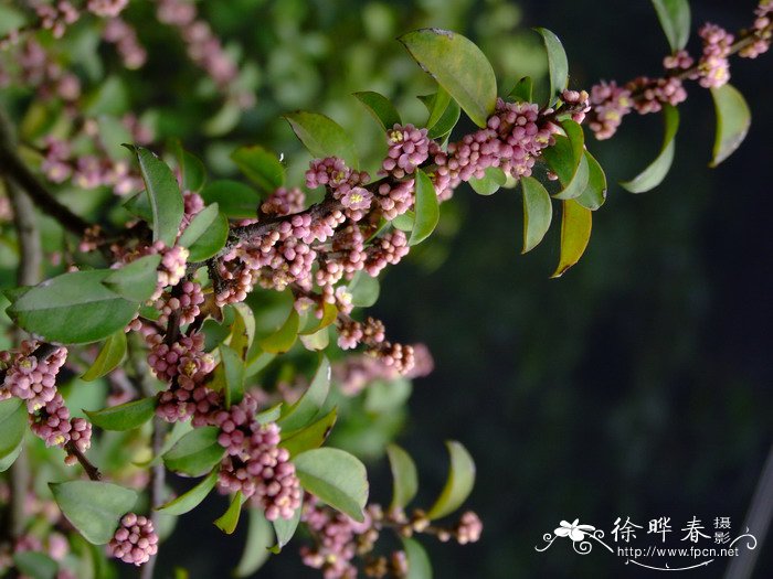 中药代代花