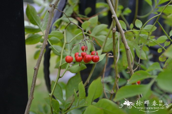 卫生间适合养什么花和植物好