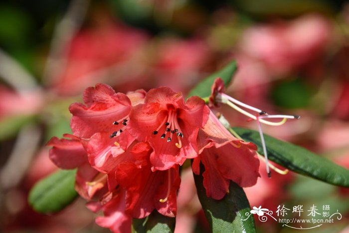 水仙花的特点