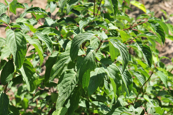 樱桃里面有虫