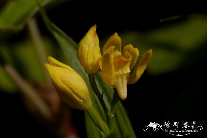 现在桂花树价格