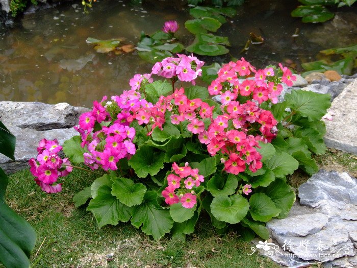 水仙花花语和象征的意义