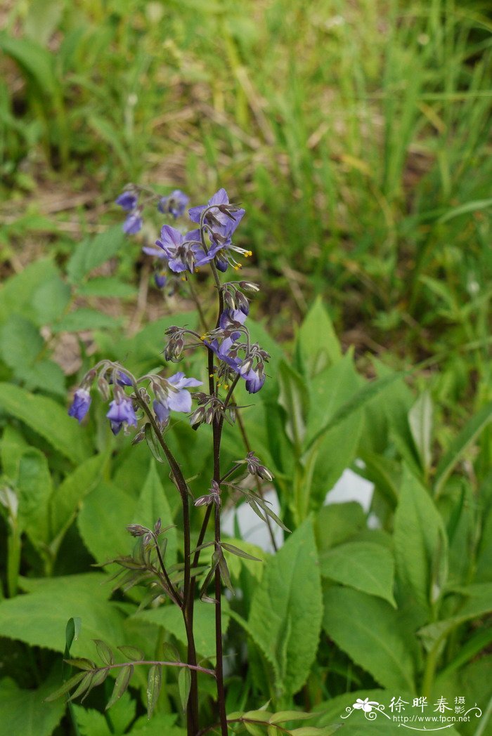 仙人掌花语