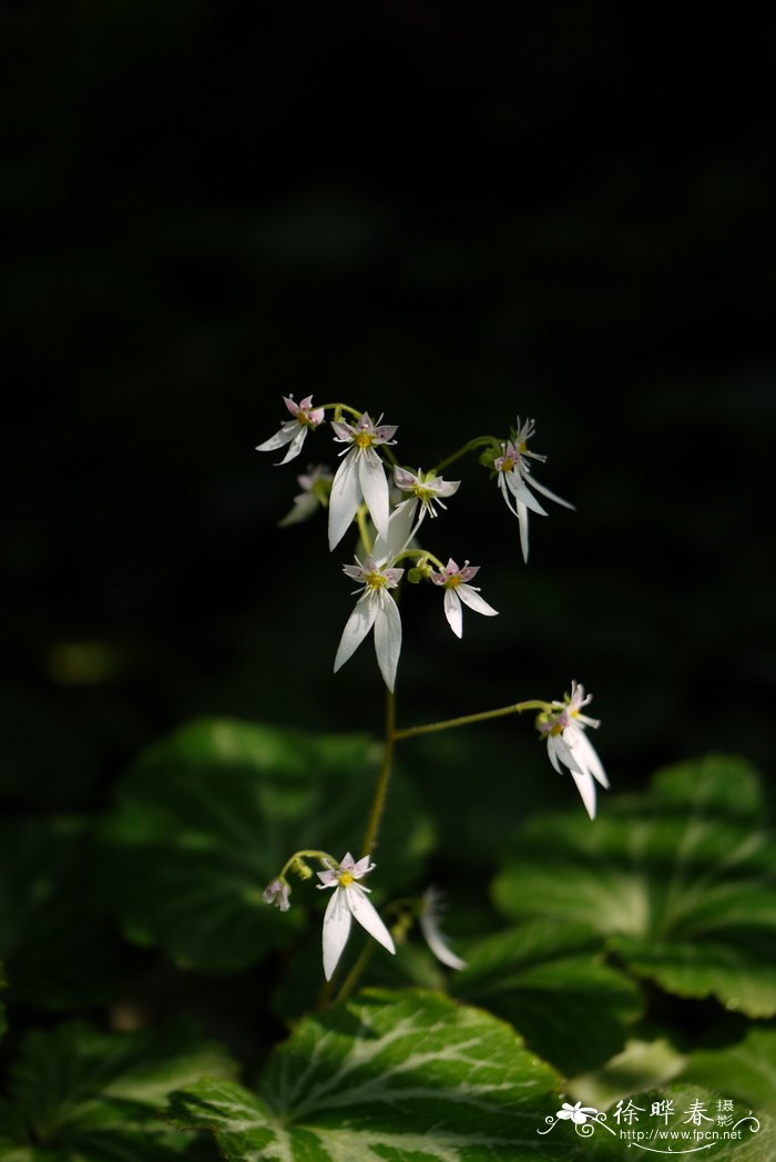 花毛茛花期