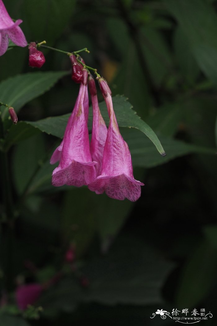 西安 鲜花