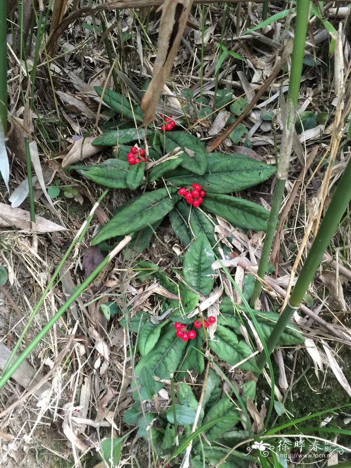 水仙花的图案