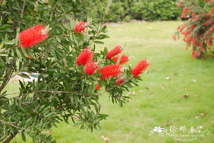 送几朵玫瑰花的含义