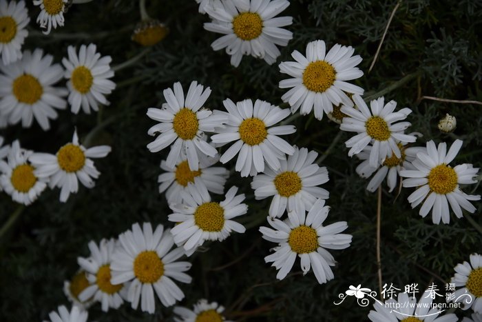 适合山地种植的药材