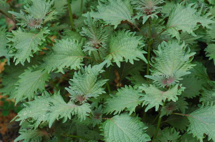 山茶花的养殖方法