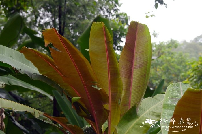 丁香花语