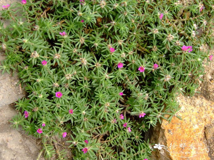 苹果成熟季节